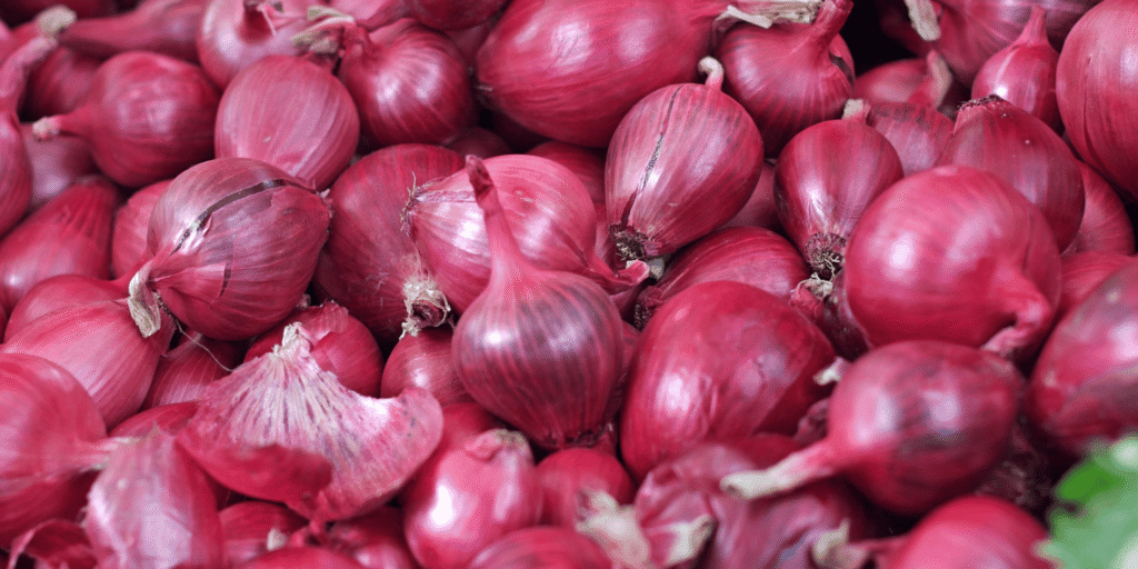 fresh onion supplier in Tamil Nadu