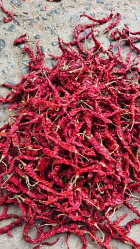 355 Chilli exporter in India